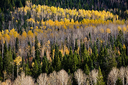 Aspens and Evergreens, Manti LaSal National Forest, UT